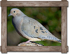 Arkansas Dove Hunts pricing